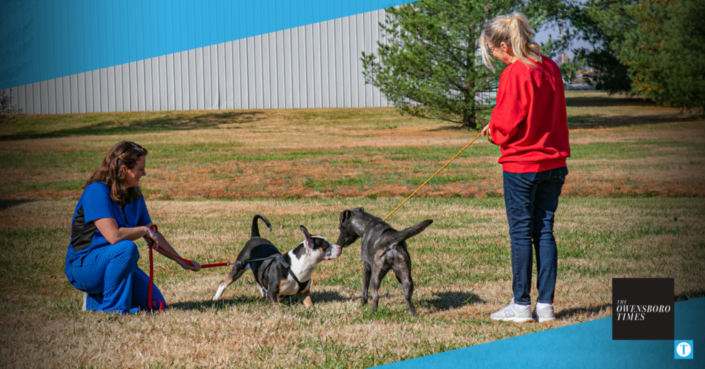 Dog walkers needed. Animals, shelter both benefit from volunteers