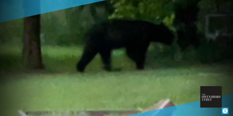 Bear sighting