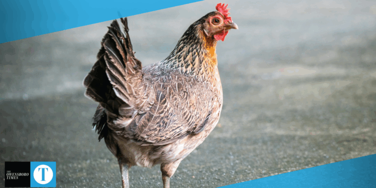 chicken