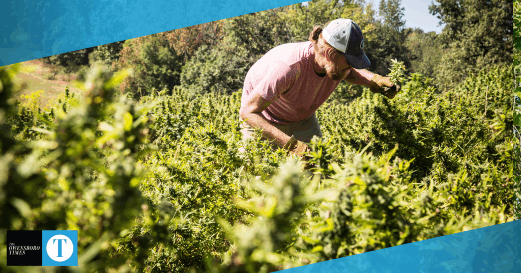 Farmers warn new shutdown-ending bill could gut Kentucky’s CBD, hemp industry