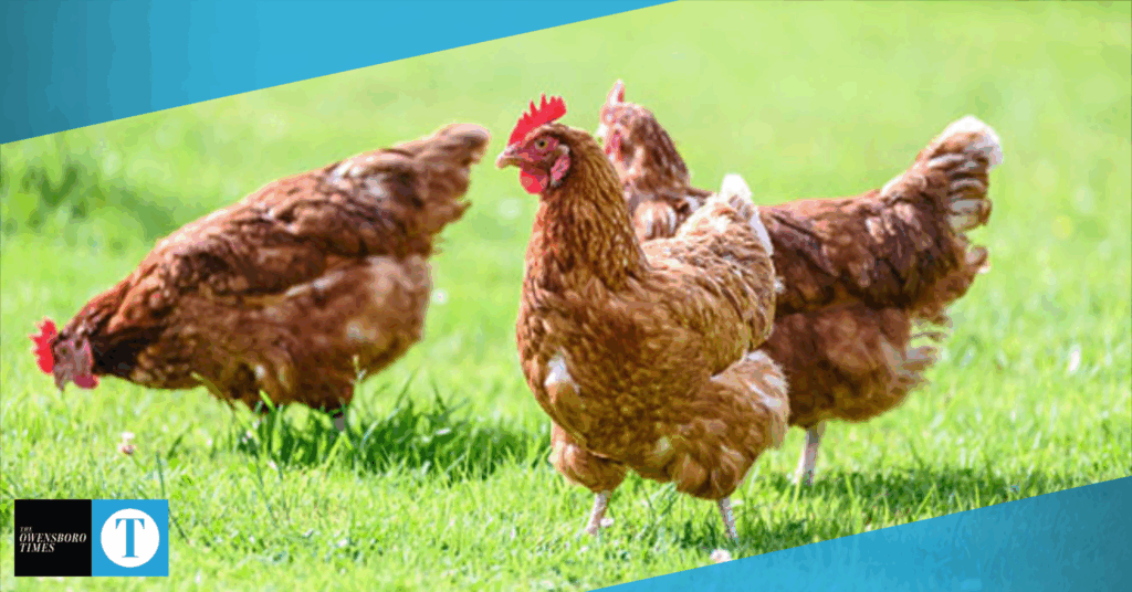 Bird flu confirmed in Kentucky: Backyard and commercial chicken farmers urged to tighten biosecurity