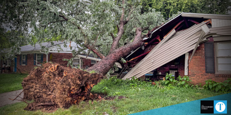 tree falls